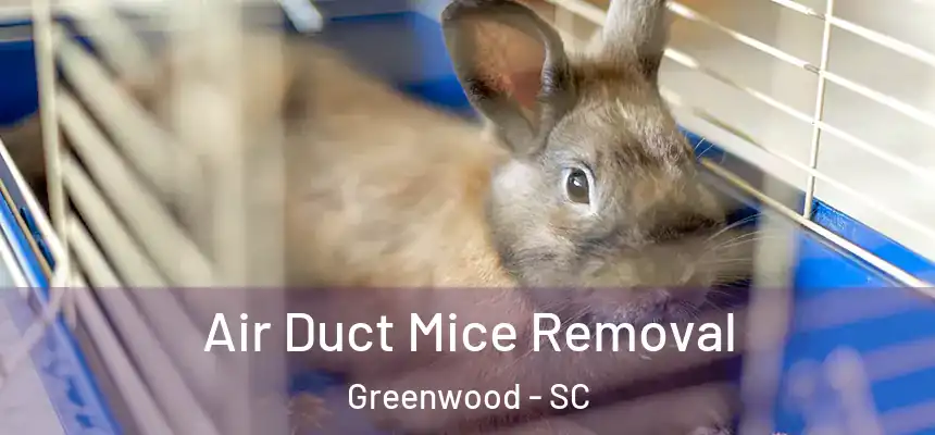  Air Duct Mice Removal Greenwood - SC